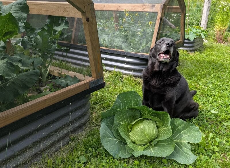 Cooper sitting behind a large cabbage.