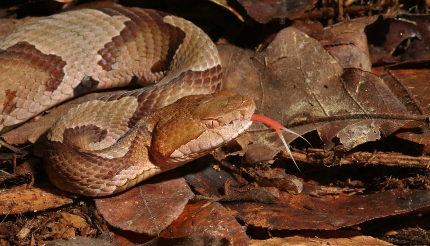 A close-up of a brown copperhead snake resting on dry leaves with its red forked tongue flicking out.