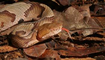 A close-up of a brown copperhead snake resting on dry leaves with its red forked tongue flicking out.