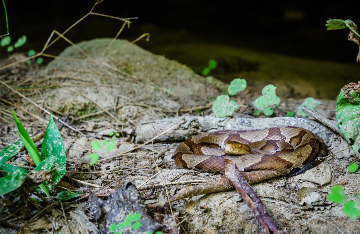 A copperhead snake on the ground.