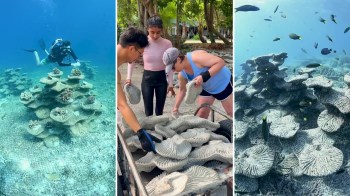 Divers and volunteers work together to move coral-shaped concrete fragments for reef restoration on a tropical beach.