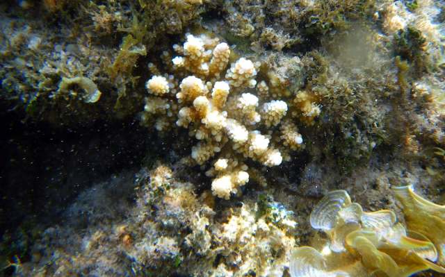 A close-up of underwater coral formations surrounded by marine vegetation and sand.