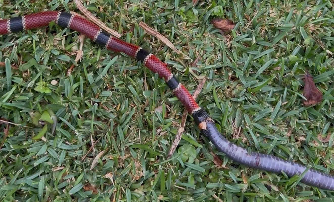 A snake with distinctive red, black, and gray bands slithers across green grass.