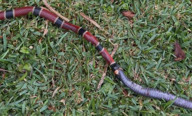 A snake with distinctive red, black, and gray bands slithers across green grass.