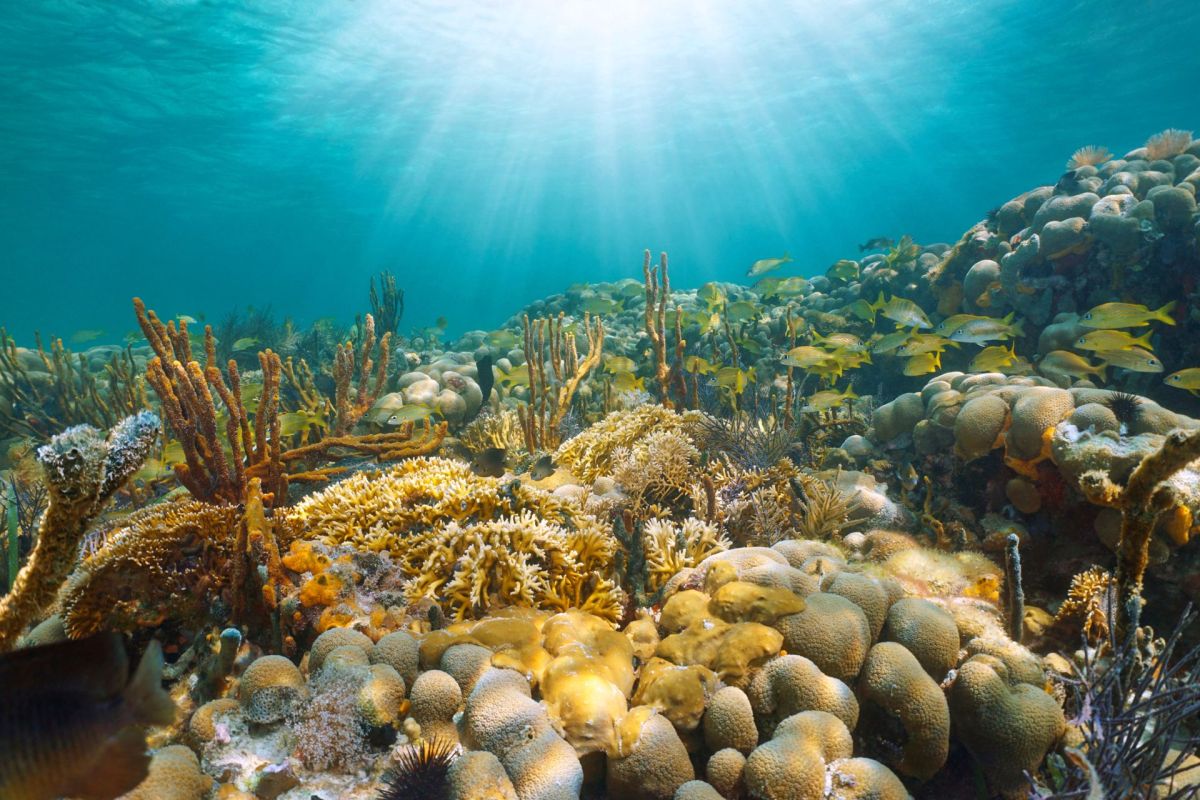 Underwater scene featuring coral formations and schools of fish.
