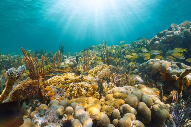 Underwater scene featuring coral formations and schools of fish.