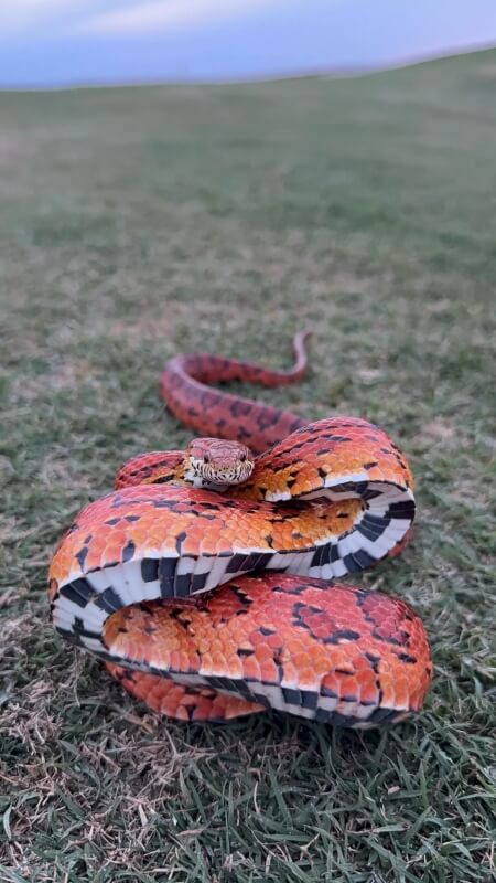 A red-and-orange snake also featuring black and white markings coiled up on some grass.