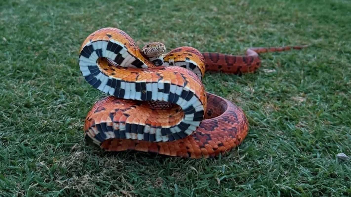 A colorful snake with orange and black patterns is coiled on green grass.