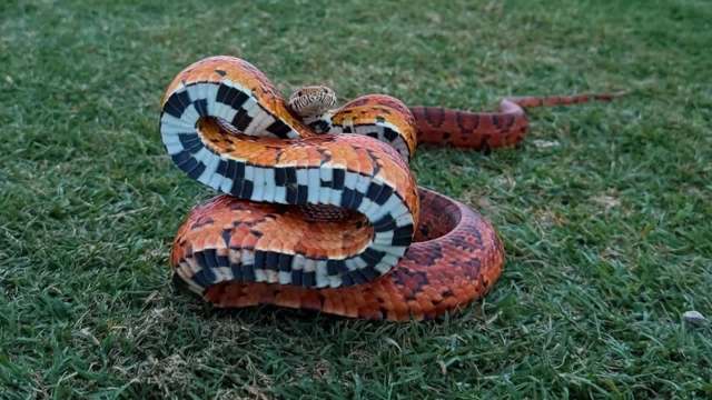 A colorful snake with orange and black patterns is coiled on green grass.