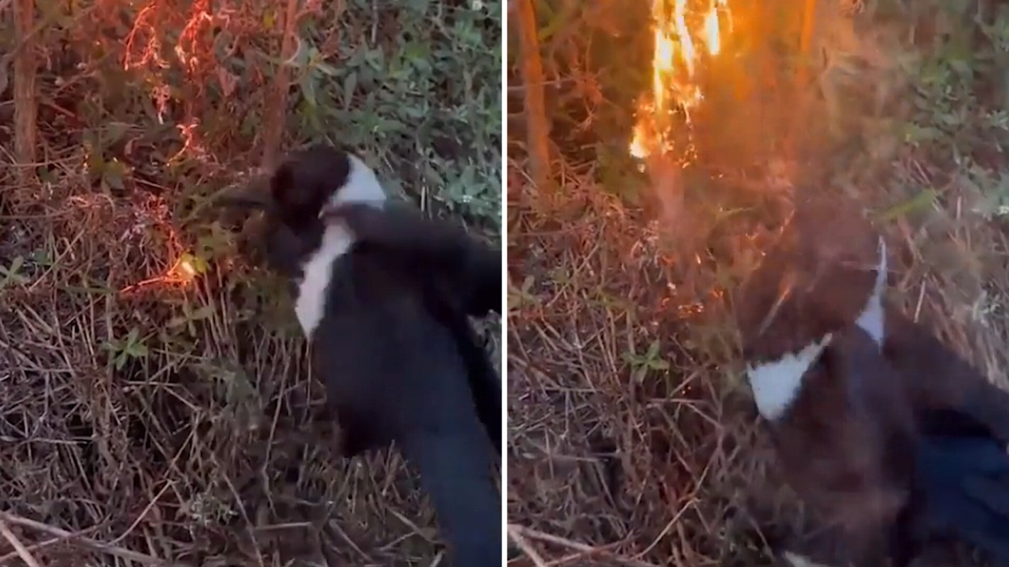 A small animal is seen in a grassy area near a patch of flames.