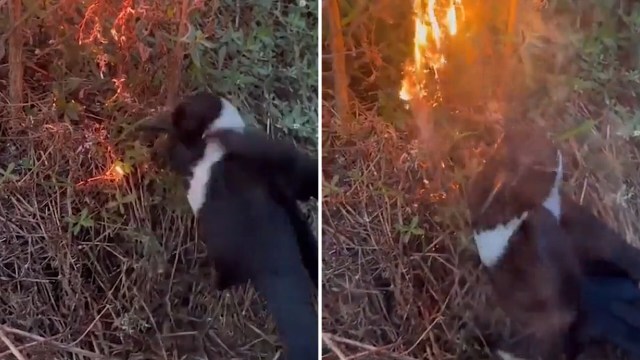 A small animal is seen in a grassy area near a patch of flames.