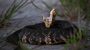 A coiled snake opens its mouth and bares its fangs.