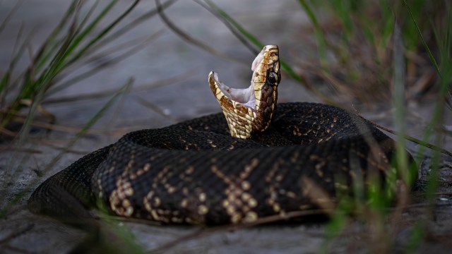 A coiled snake opens its mouth and bares its fangs.