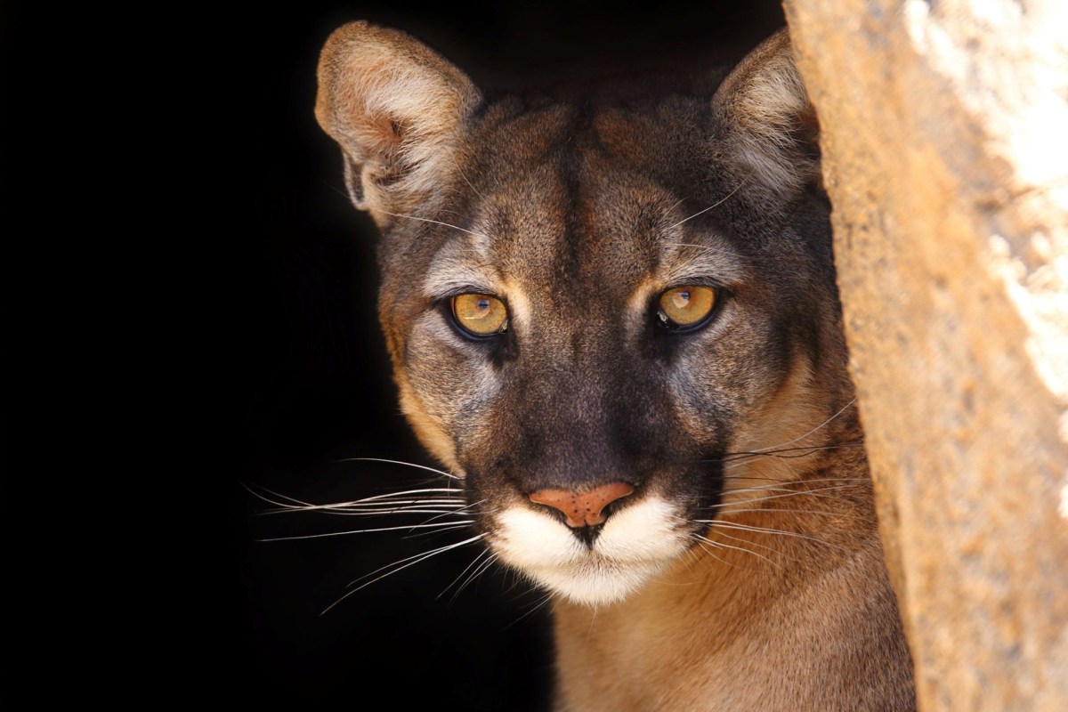 A cougar looking straight ahead.