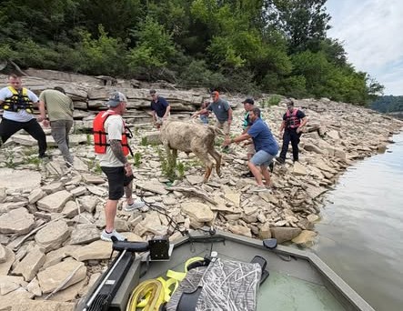 People surround a rescued cow on rocky terrain.