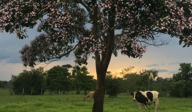 A cow and another animal in the Colombian Amazon.