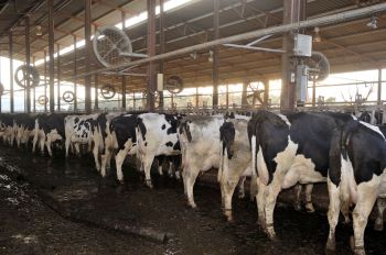 Dairy cows lined up for milking inside a barn with ventilation fans overhead.