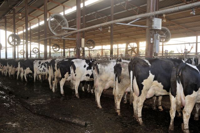 Dairy cows lined up for milking inside a barn with ventilation fans overhead.