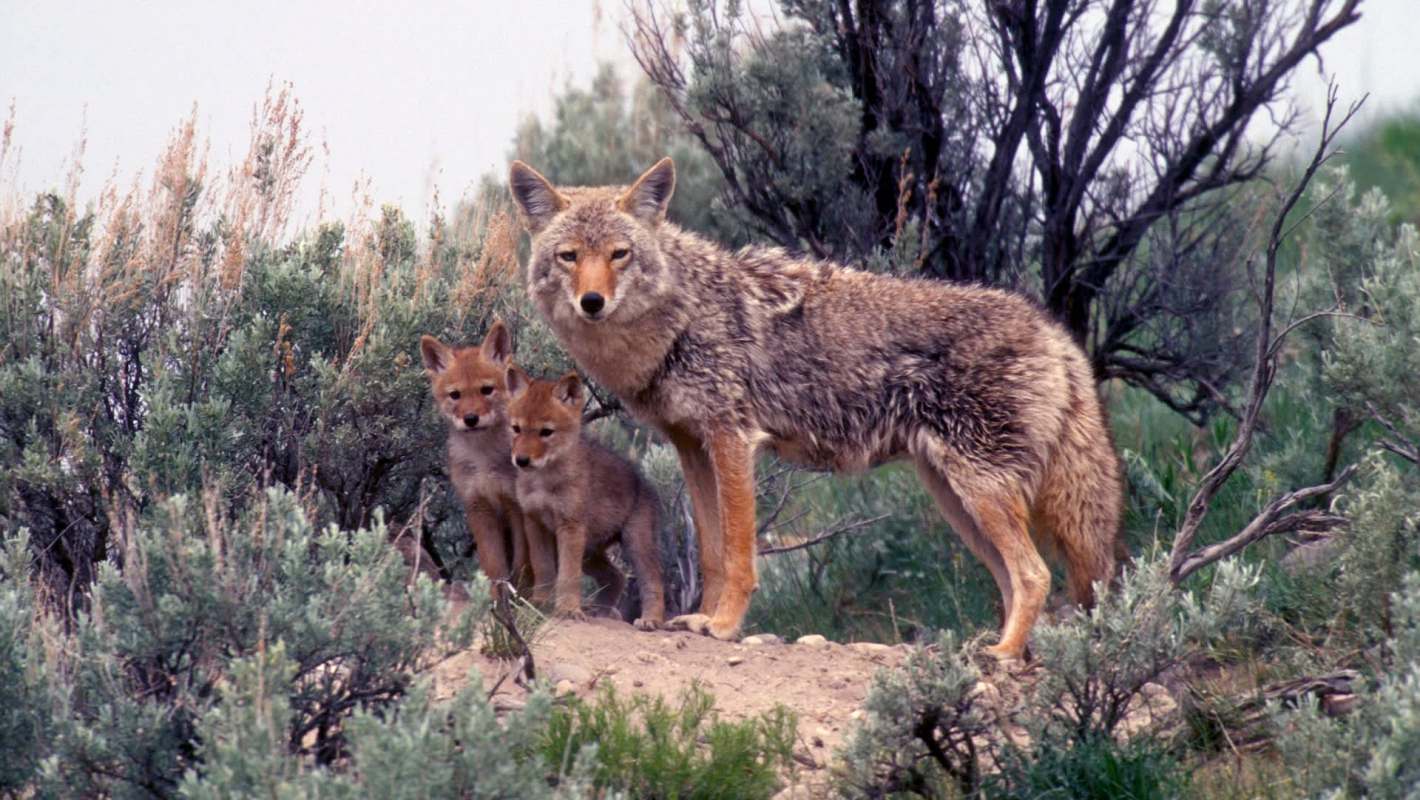 A coyote stands beside two playful pups in a natural, grassy habitat.