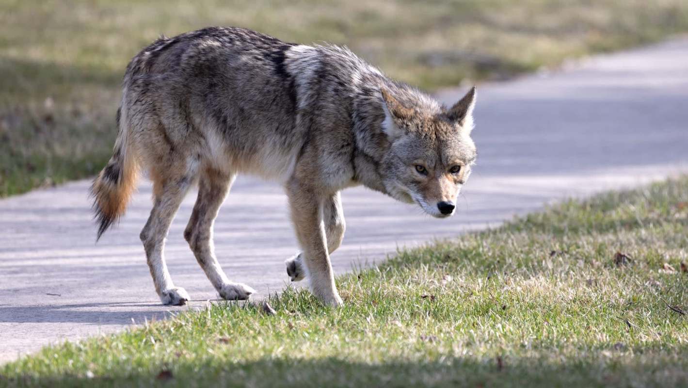 A coyote walking along a pathway surrounded by grass.