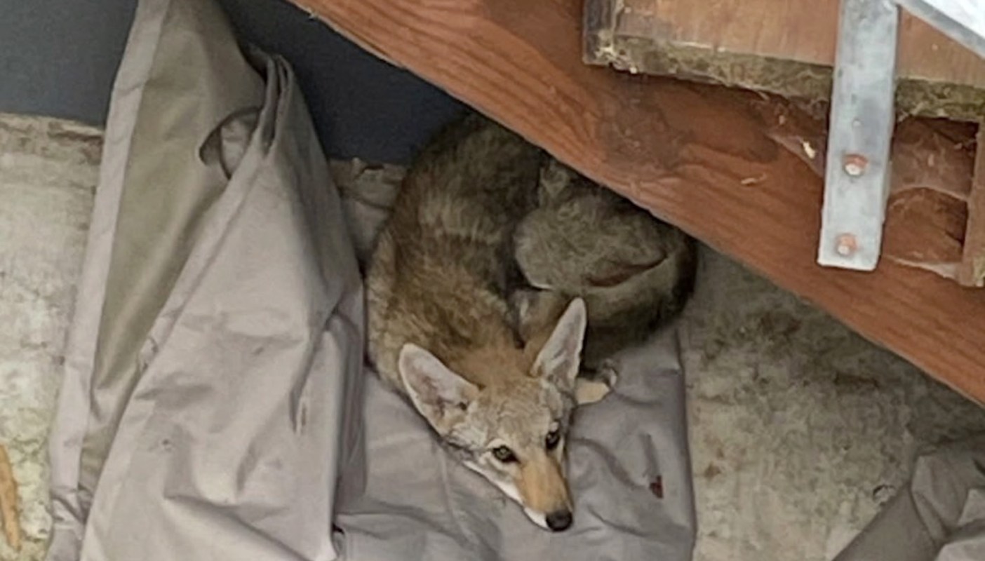 A young coyote curled up on a blanket under wooden beams.