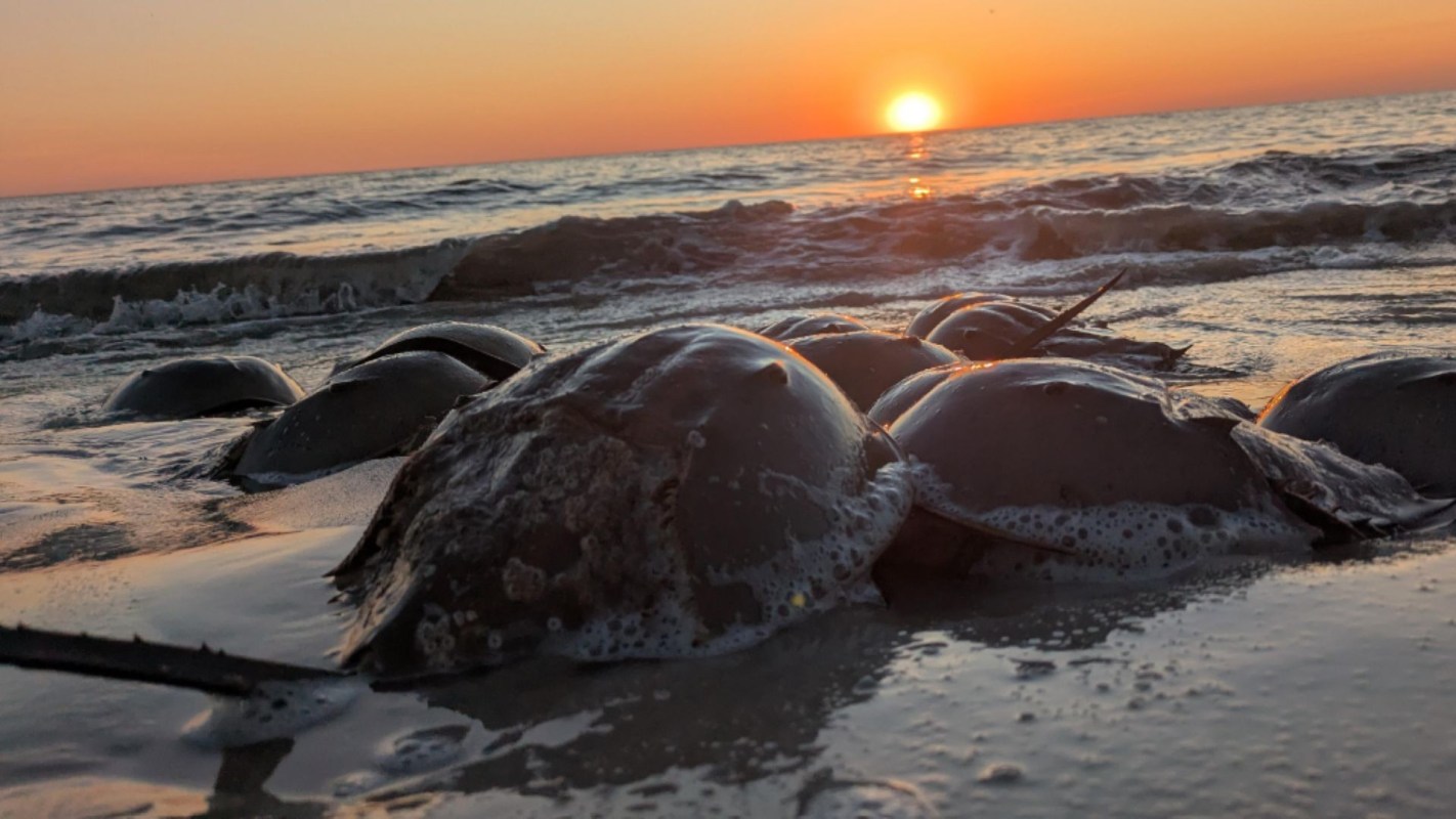 A group of horseshoe crabs resting on a beach at sunset, with gentle waves lapping at the shore.