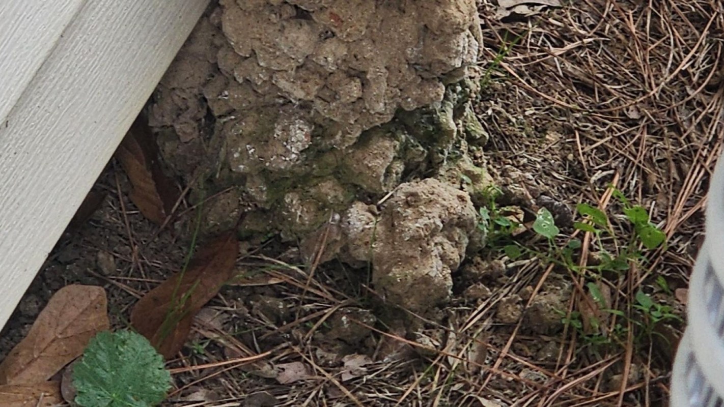 A close-up view of soil with grass and leaves near a muddy structure's base.