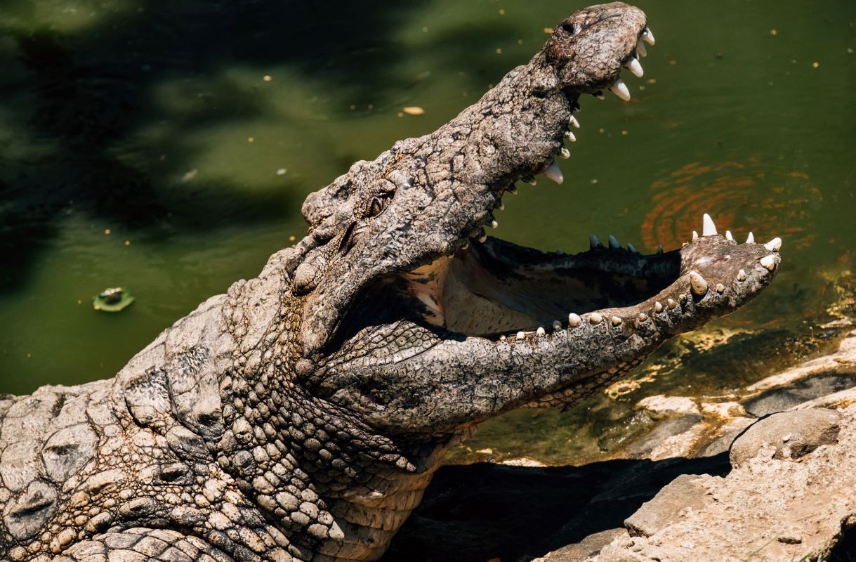 A crocodile with its mouth wide open near a murky green body of water.