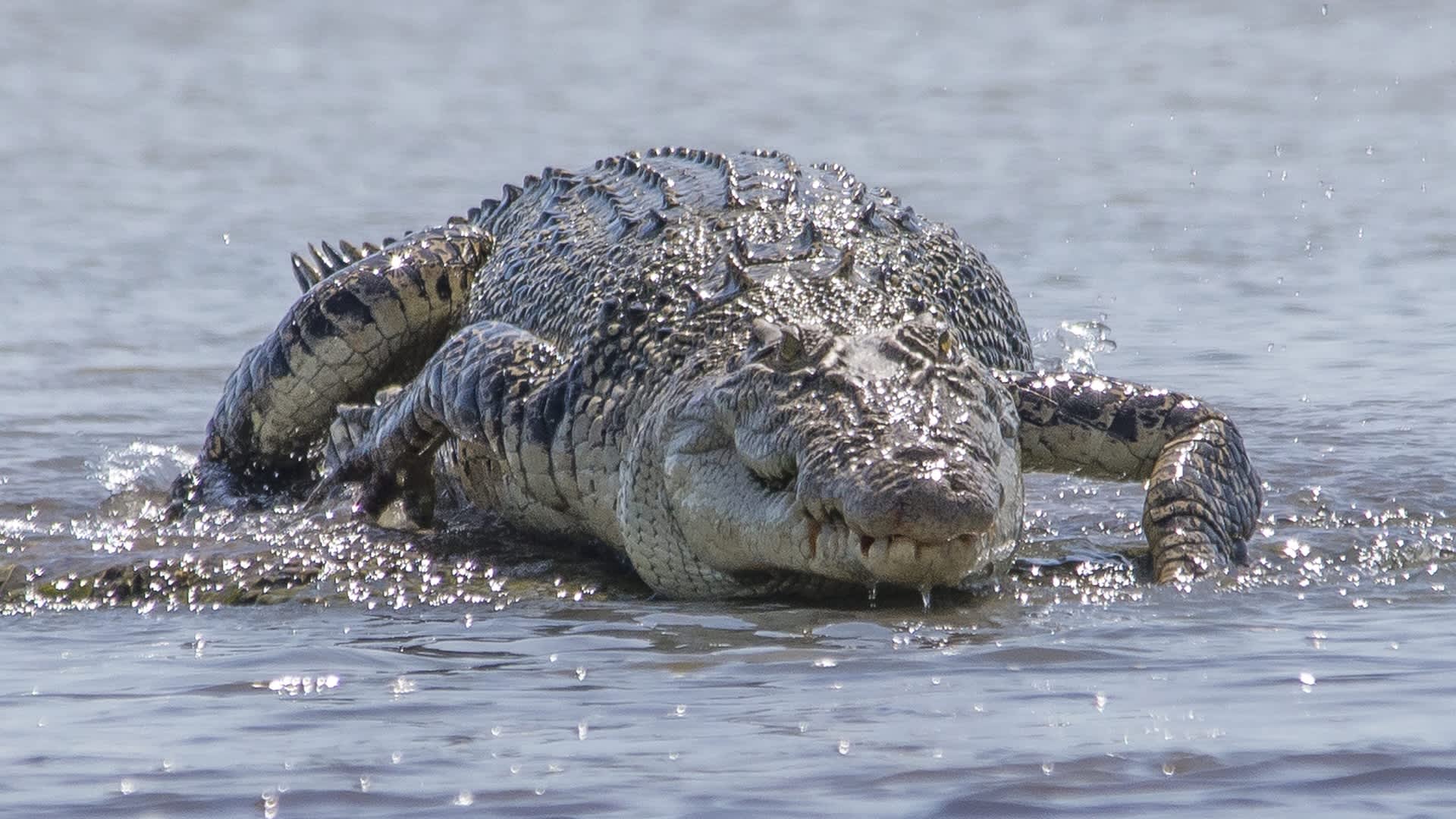 Scientists finally solve mystery of crocodiles wiped out on remote island