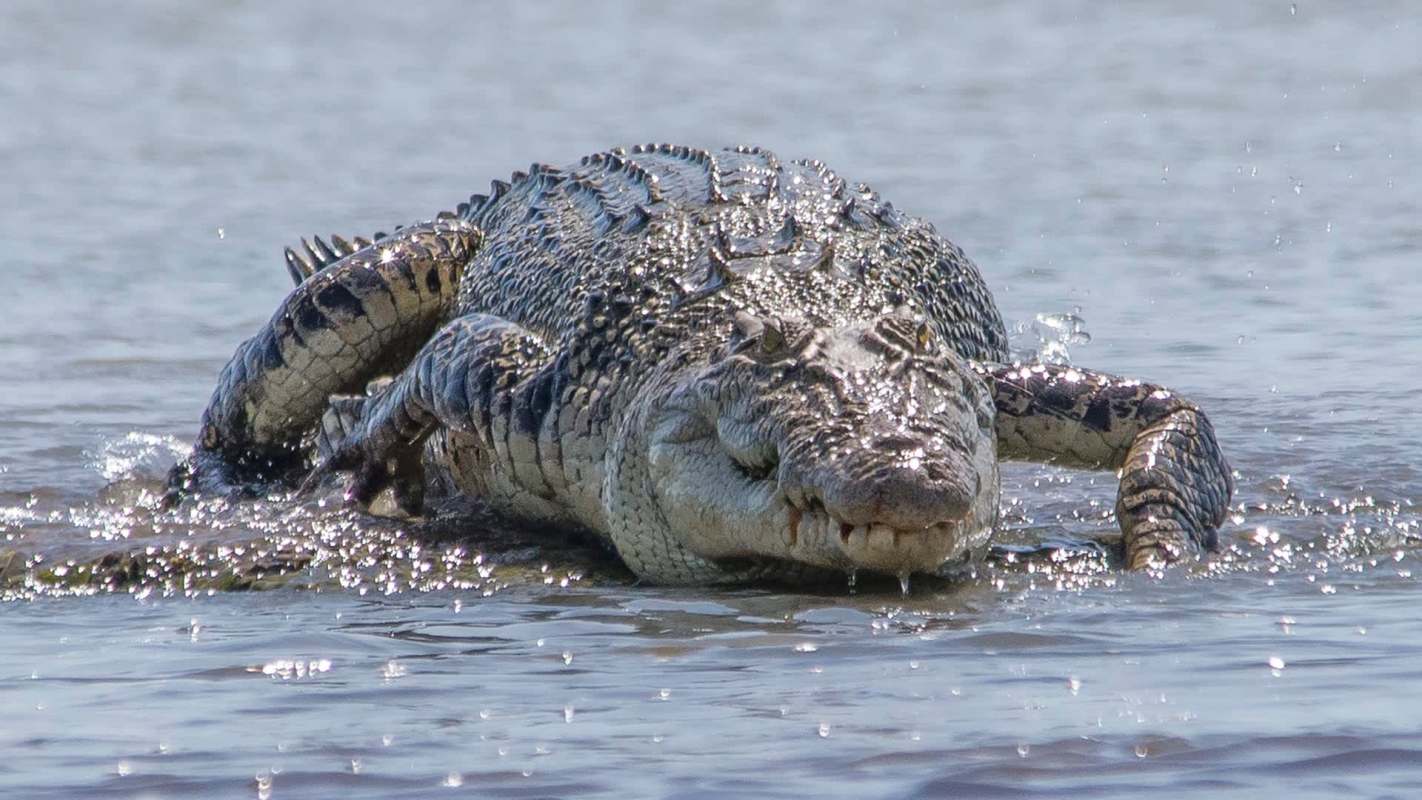 A large saltwater crocodile swims through the water.
