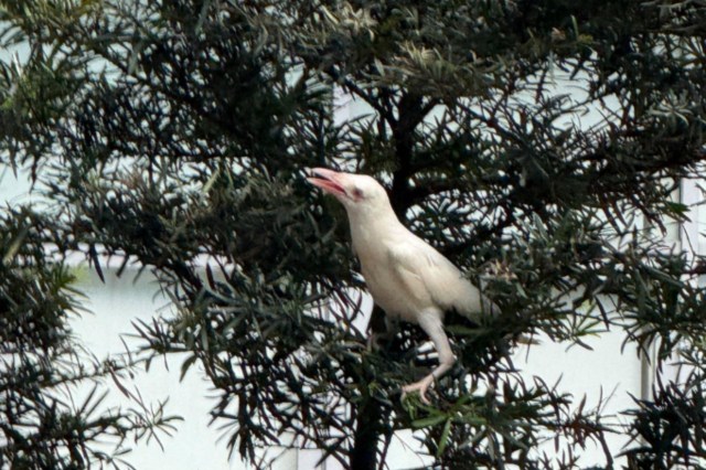 An albino crow.
