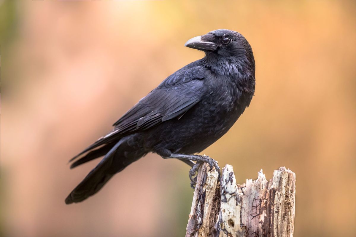 A crow on a small stump.