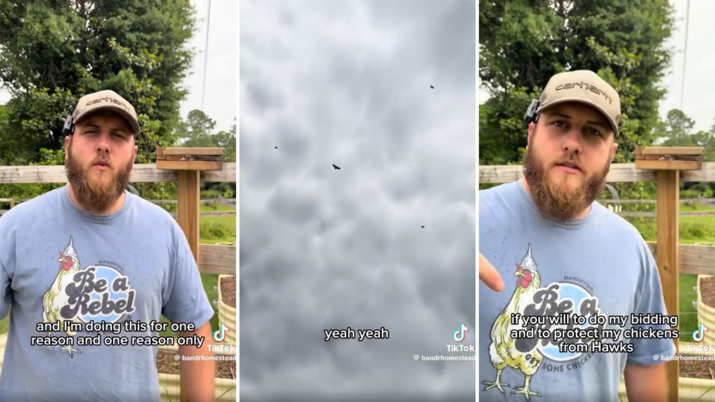 A man in a blue shirt speaks about protecting his chickens from hawks, with cloudy skies in the background.