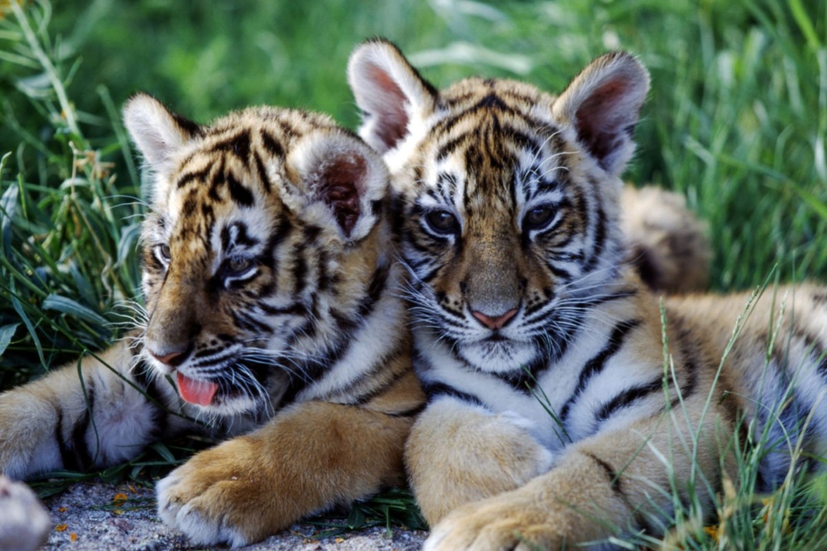 Two tiger cubs laying together.