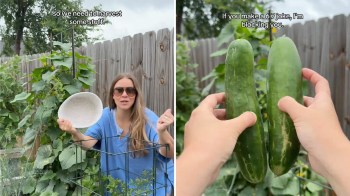 A woman in sunglasses holds a plate in a garden, with cucumbers in close-up and humorous text overlay.