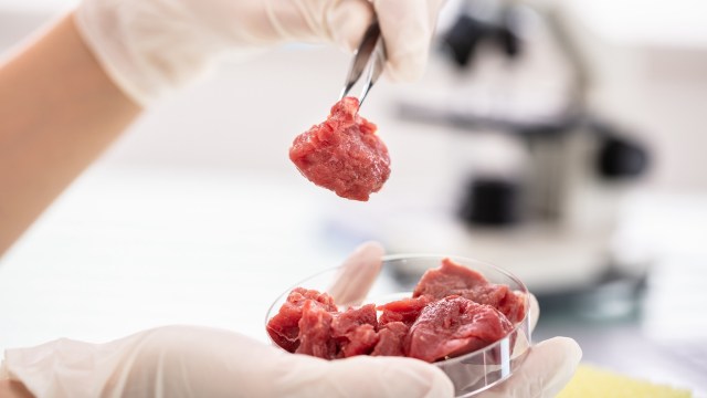 A gloved hand holds a piece of raw meat above a container of similar cuts, with a microscope in the background.