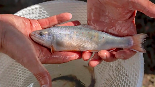 A person holds a silver brook trout with red dots, showcasing its features above a mesh net.