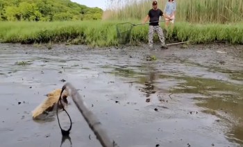 Two people stand in a muddy area near the water, attempting to rescue a orange coyote using a net.