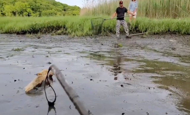 Two people stand in a muddy area near the water, attempting to rescue a orange coyote using a net.