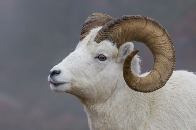 A Dall sheep.