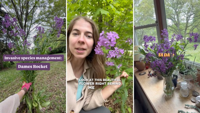 A person showcases purple Dames Rocket flowers in a garden and a vase on a table with various decorative items.