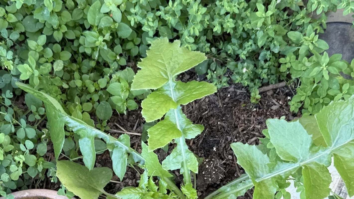 A close-up of green leafy vegetables growing in a garden, surrounded by various smaller plants.