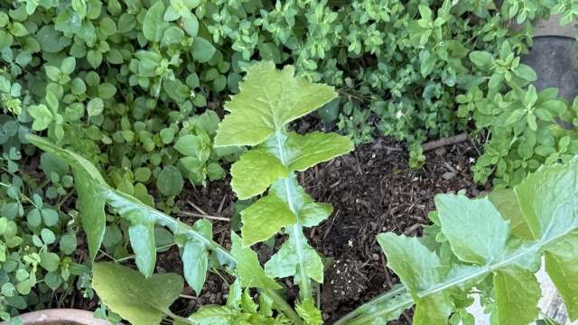 A close-up of green leafy vegetables growing in a garden, surrounded by various smaller plants.