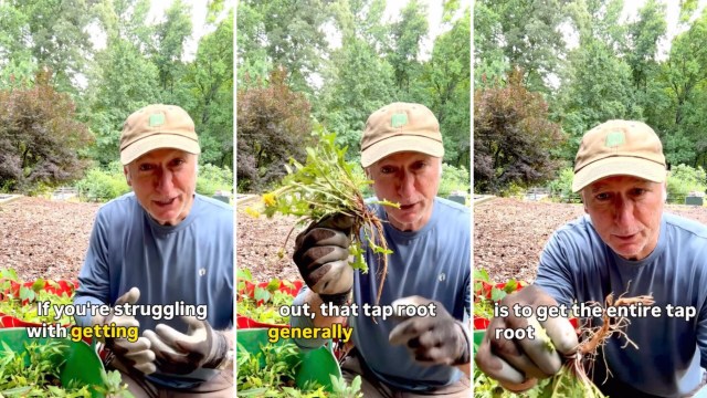A man in a garden explains how to remove a plant's tap root.