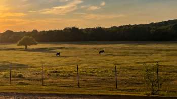 Two cows graze in a sunlit field bordered by a fence and a single tree under a pastel sky.