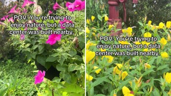 Two panels showing colorful flowers with captions attempting to enjoy nature despite a nearby data center.