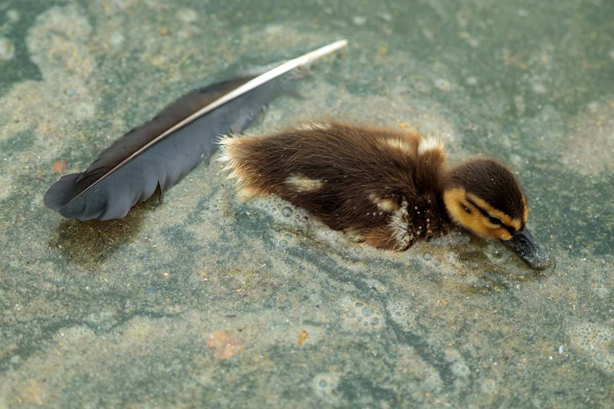 A duckling floats in shallow water with algae alongside a black feather.
