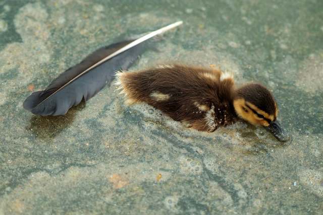 A duckling floats in shallow water with algae alongside a black feather.