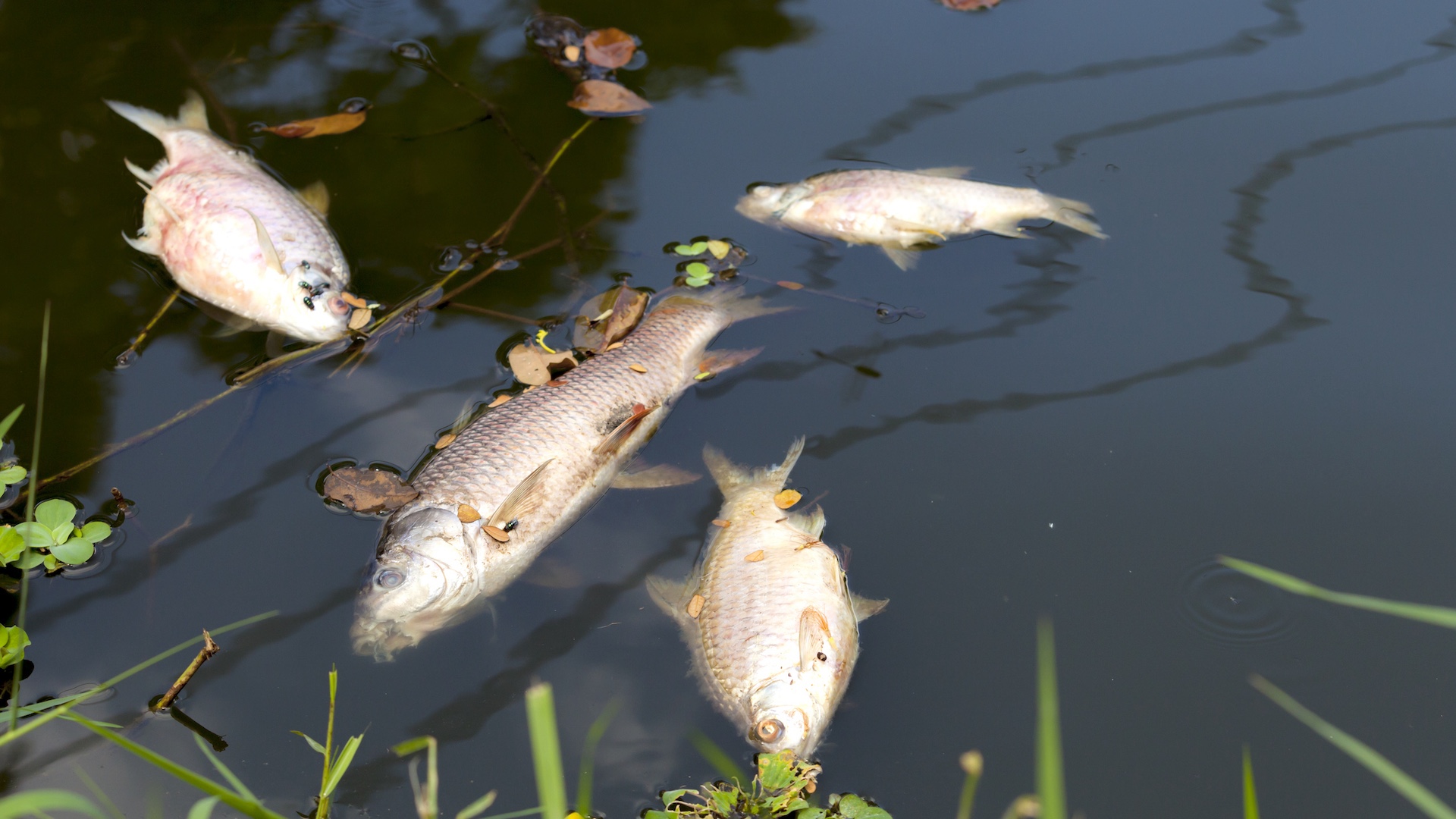 Arizona lake closes indefinitely after farm water releases wipe out every fish