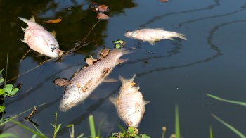 Several dead fish float on the surface of a murky body of water, surrounded by leaves and grass.